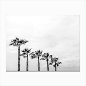 Black And White Palm Trees In A Row On The Beach Canvas Print