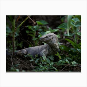 Komodo Dragon Monitor Lizard Canvas Print