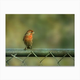 Finch On Fence Canvas Print