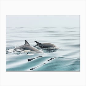 Ocean Dolphins Canvas Print