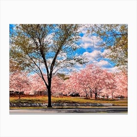 Driving Past The Washington DC Cherry Blossoms Canvas Print