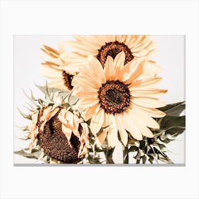 Summer Sunflowers Canvas Print