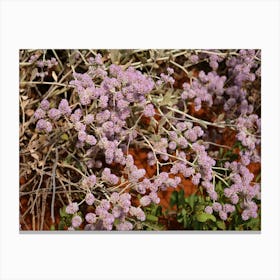 Purple Flowers On A Bush Canvas Print