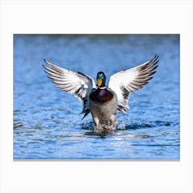 Duck Pond Bustling With Wildlife Single Male Anas Platyrhynchos Aka Mallard Duck Boasting Beautif Canvas Print