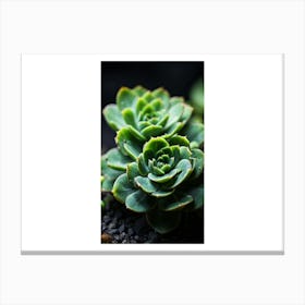 Succulents Canvas Print