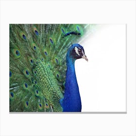 Peacock Stock Photos & Royalty-Free Footage Canvas Print