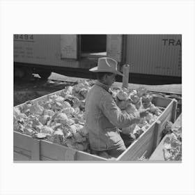 Grading Cabbages At Packing Plant, Alamo, Texas By Russell Lee Canvas Print