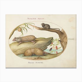 Animalia Qvadrvpedia Et Reptilia, Joris Hoefnagel Canvas Print