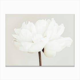 White Poppy Flower Beige_2314097 Canvas Print