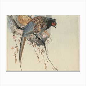 Pheasants In Blossom Canvas Print