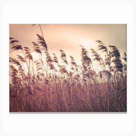 Reeds In The Wind Canvas Print