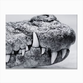 Crocodile Teeth Canvas Print