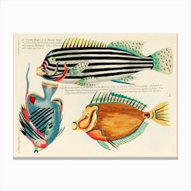 Colourful And Surreal Illustrations Of Fishes Found In Moluccas (Indonesia) And The East Indies, Louis Renard(86) Canvas Print