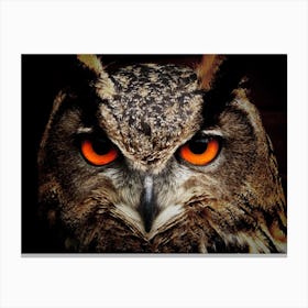 Owl Eyes Bird Eagle Canvas Print