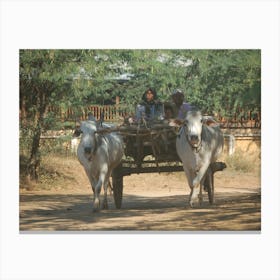 Two Oxen Pulling A Cart, Myanmar Canvas Print