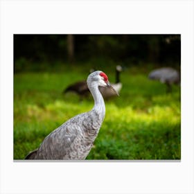 Sandhill Crane Canvas Print