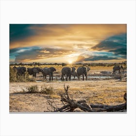 elephants at sunset okavango Canvas Print