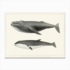 Humpback Whale (Megaptera Versabilis), Charles Melville Scammon Canvas Print