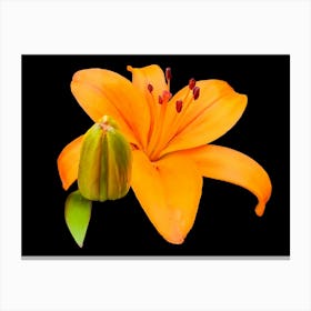 Orange Lily Canvas Print