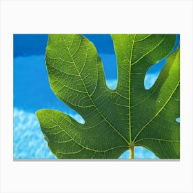 Close-up of a green fig leaf and blue water Canvas Print