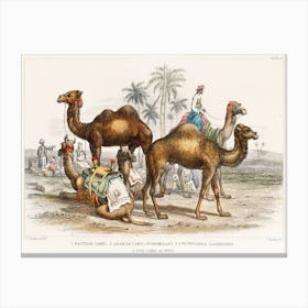 Bactrian Camel, Arabian Camel Or Dromedary, Dromedaries Caparisoned, And Post Camel Of India, Oliver Goldsmith Canvas Print