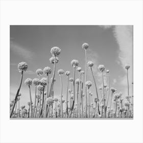 Onion Plants Gone To Seed,Canyon County, Idaho By Russell Lee Canvas Print