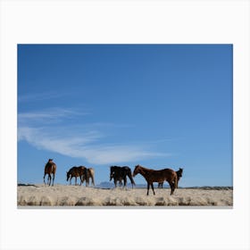 Wild Horses And Blue Skies Canvas Print
