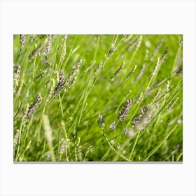 Purple Lavender in the Green Grass // Nature Photography Canvas Print