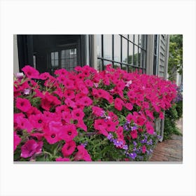 Pink Flower Box (Nantucket Series) Canvas Print