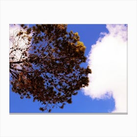 Bottom View Of A Red Tree With Clouds And Blue Sky In The Background Canvas Print