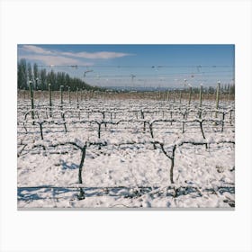 Unitltled 17 - Snow in the Vineyard Series Canvas Print