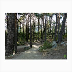 Path In The Woods 20230818267rt1pub Canvas Print