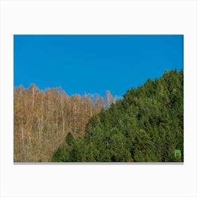 Birch Trees In The Forest 20230415173840pub Canvas Print