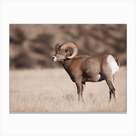 Bighorn Sheep Scenery Canvas Print