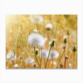 Dandelion In The Field Canvas Print