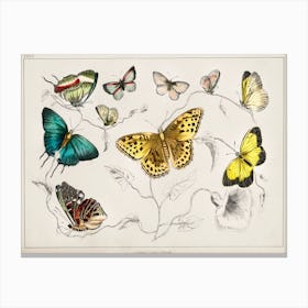 Collection Of Various Butterflies, Oliver Goldsmith Canvas Print
