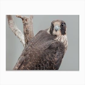Coopers Hawk In Nature Canvas Print