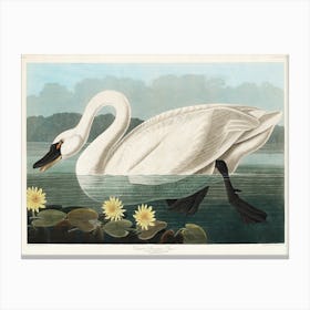 Common American Swan, Birds Of America, John James Audubon Canvas Print