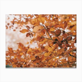 Fall Forest Trees Canvas Print