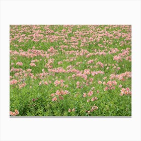 Pink Flowers In A Field 1 Canvas Print