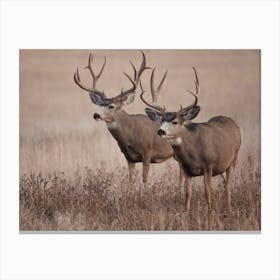 Pair Of Mule Deer Canvas Print
