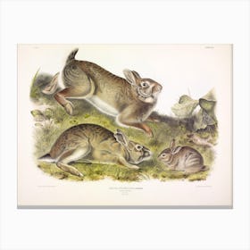  Grey Rabbit, John James Audubon Canvas Print