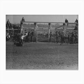 Untitled Photo, Possibly Related To Cowboy Dismounting To Throw And Tie A Calf Which He Roped From His Horse Canvas Print