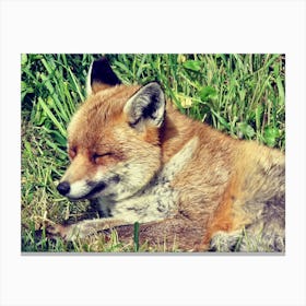 Red Fox Sleeping in the Grass Countryside Canvas Print