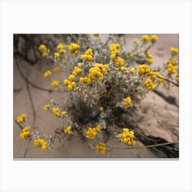 Yellow Everlasting Flowers In The Sand Canvas Print