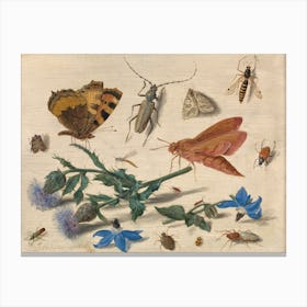 Butterflies, Moths And Insects With Sprays Of Creeping Thistle And Borage, Jan Van Kessel The Elder Canvas Print
