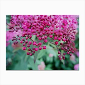 Pink Buddleja Canvas Print