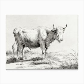 Standing Cow 6, Jean Bernard Canvas Print