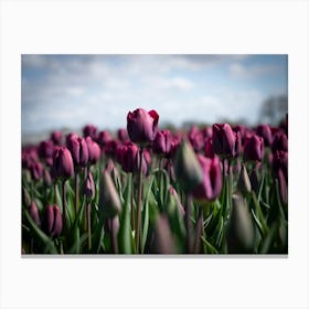 Dark floral purple tulips in a field at sunset in the Netherlands - flowers in nature - travel photography by Christa Stroo Photography Canvas Print