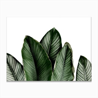 Green Palm Leaves Canvas Print